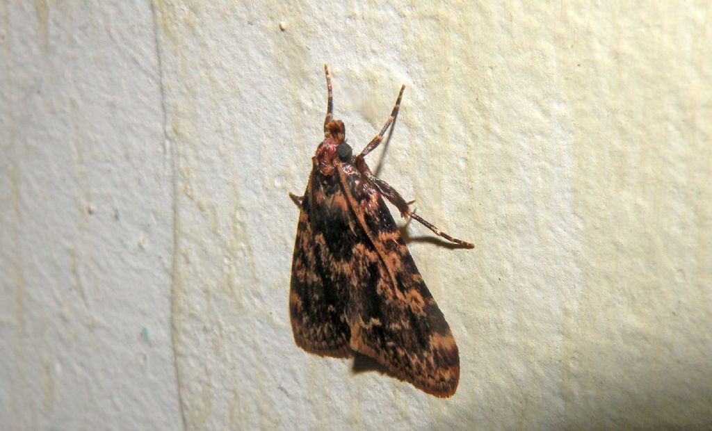 Falena di notte - Aglossa caprealis